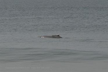 01 Mobor-Beach_and_Cavelossim-Beach,_Goa_DSC7367_b_H600